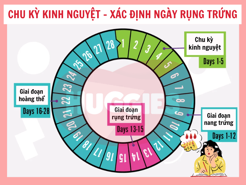 Cách tính ngày rụng trứng sinh con trai 