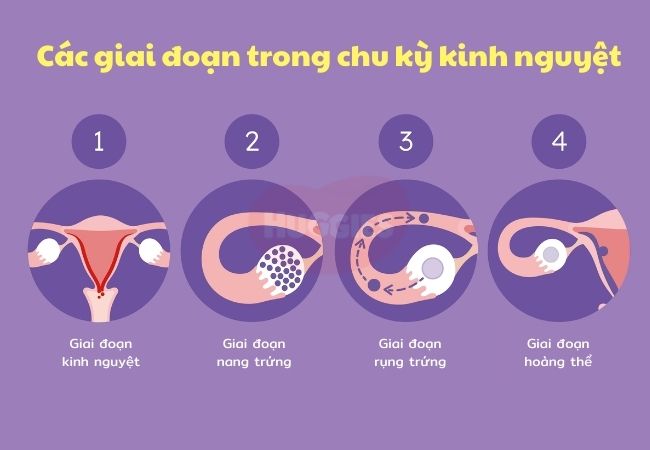 Các giai đoạn trong chu kỳ kinh nguyệt