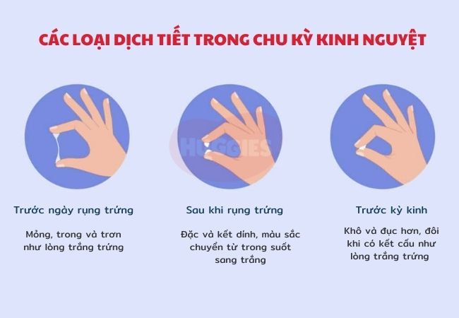 Nhận biết rụng trứng bằng cách quan sát sự thay đổi của dịch nhầy cổ tử cung