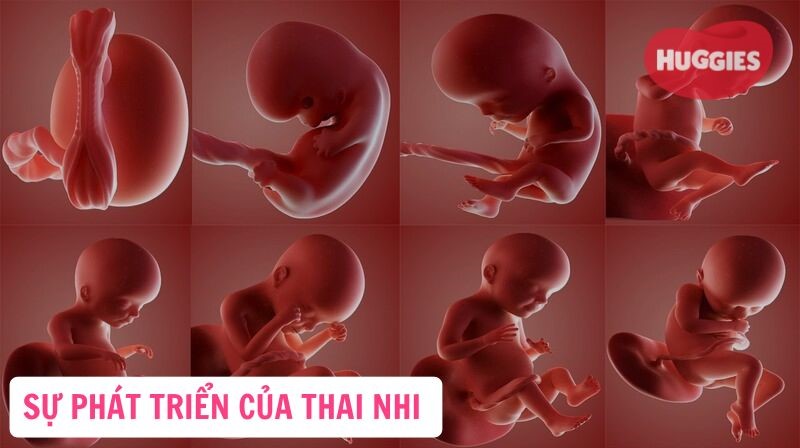 sự phát triển của thai nhi theo tuần