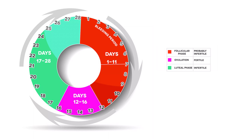 Nguyên lý của cách tính ngày rụng trứng tránh thai