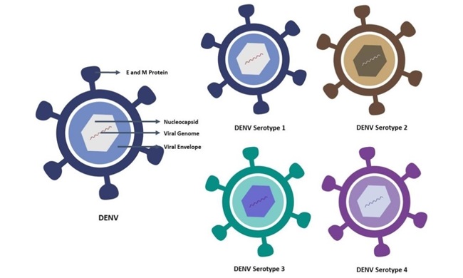 Bệnh sốt xuất huyết gây ra bởi virus Dengue