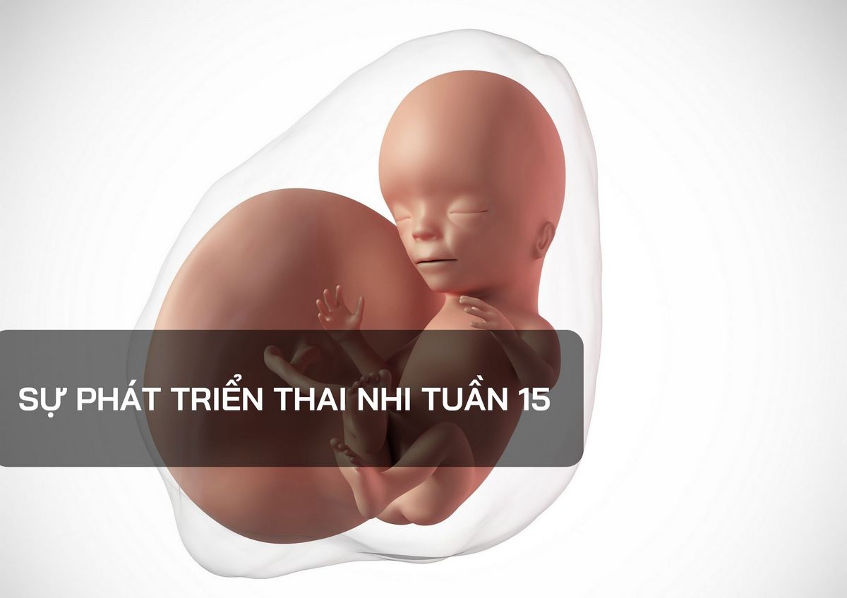 Những thay đổi của thai nhi tuần thứ 15