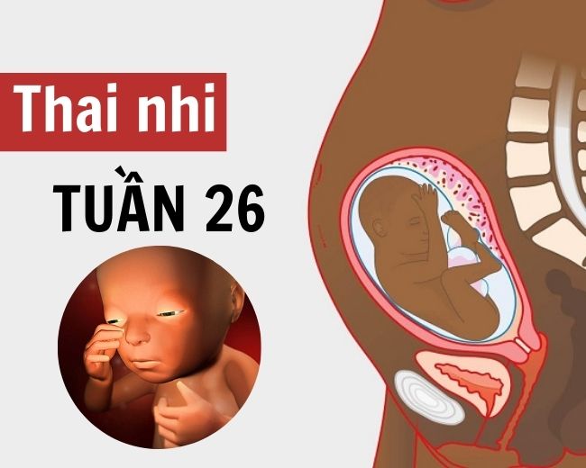 Những thay đổi thai nhi tuần thứ 26