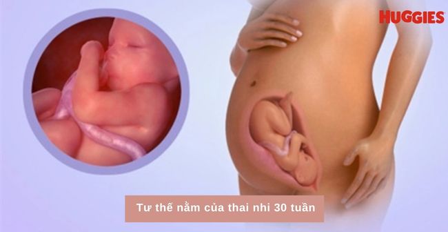 Ở tuần thứ 30, thai nhi có tư thế nằm đầu hướng xuống